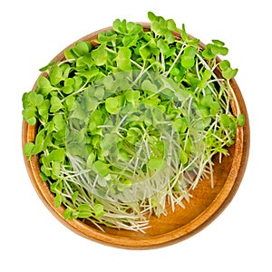 Broccoli sprouts, young plants and microgreen in a wooden bowl