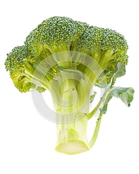 Broccoli Stalk