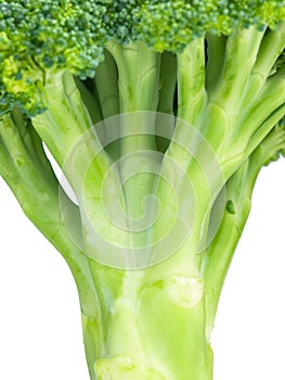Broccoli stem close up