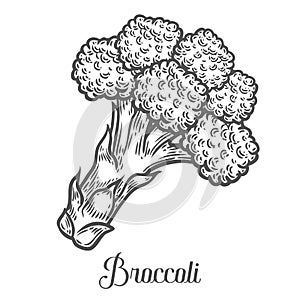 Broccoli vector. Isolated on white background. Broccoli food ingredient.
