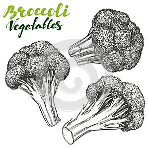 Broccoli vegetable set. Detailed engraved. Vintage hand drawn vector illustration