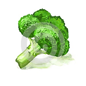 Broccoli vegetable vector illustration hand drawn