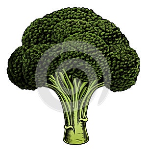 Broccoli vintage woodcut illustration photo