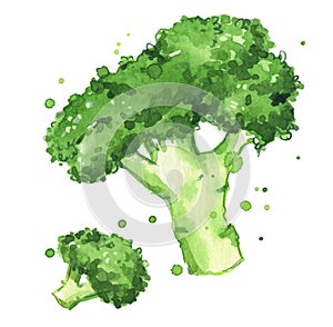 Broccoli watercolor illustration