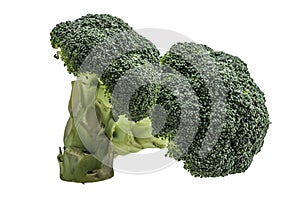 Broccoli on a white background