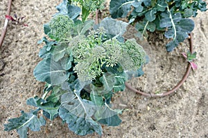 Broccolini plant in the ground