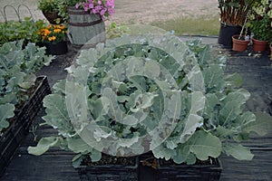 Broccolis in containers in small organic garden