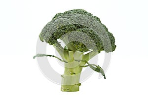 Broccolli