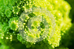 Broccolo romanesco