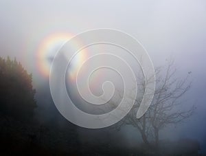 Brocken Spectre Gloria autumn in the mountains