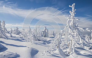 Brocken Winter Trees and Blue Sky