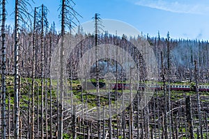 The Brockenbahn narrow-gauge railway in the German Harz mountains travels through the forest destroyed by bark beetles up to the