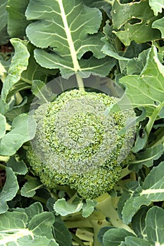 Brocolli