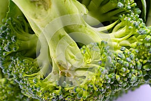 Brocolli in close up