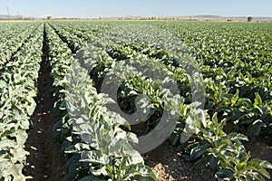 Brocolli Field