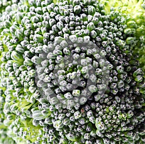 Brocolli floret background
