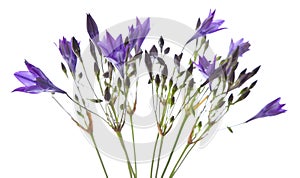 Brodiaea