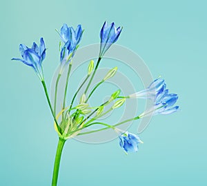 Brodiaea Blue Flower