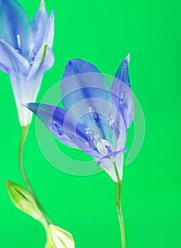 Brodiaea Blue Flower