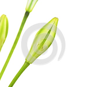 Brodiaea Bud