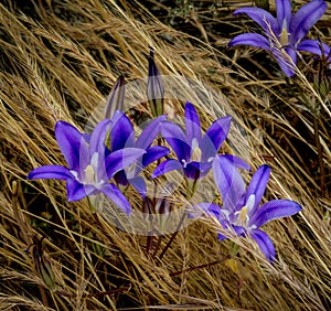 Brodiaea elegans add vibrant color to a grassy patch of meadow