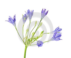 Brodiaea Flower