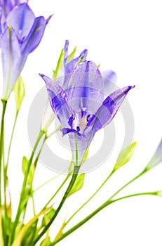 Brodiaea Flower