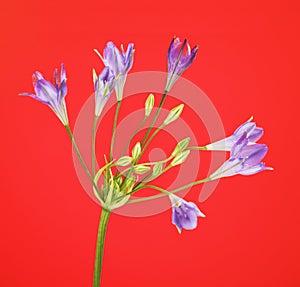 Brodiaea Flower