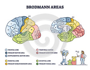 Brodmann areas map as brain region zones of cerebral cortex outline diagram