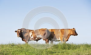 broen spotted bull and cow under blue sky in green grass on dike in holland