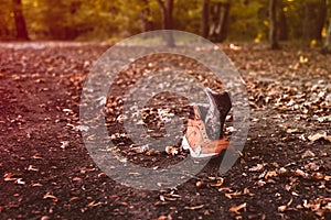 An brogue in the autumn forest