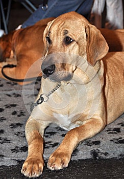 Broholmer, Danish Mastiff dog photo