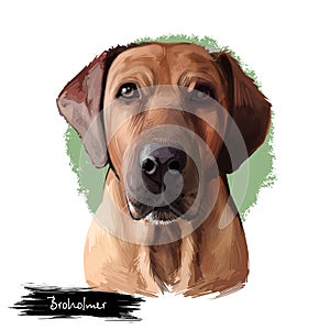 Broholmer dog breed isolated on white background digital art illustration. Danish Mastiff large Molosser breed of dog from Denmark
