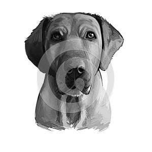 Broholmer dog breed isolated on white background digital art illustration. Danish Mastiff large Molosser breed of dog from Denmark