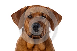 Broholmer dog isolated on white background