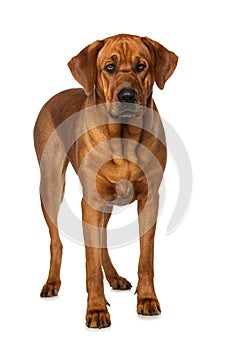 Broholmer dog isolated on white background