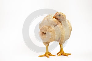 Broiler chicken 30 days old isolated on white.