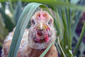 Broiler chicken close-up focus on the eyes, peeking out of the grass