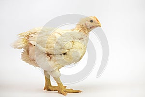 Broiler chicken 21 days old isolated on white