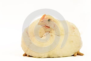 Broiler chicken 30 days old isolated on white.