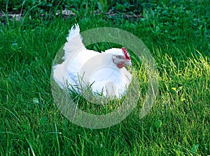 Broiler chicken on a green lawn