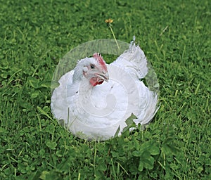 Broiler chicken on a green lawn