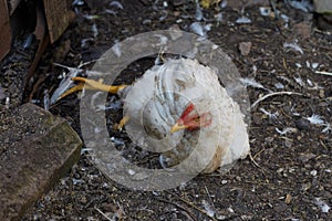 A broiler chicken has coccidiosis and lives on a farm