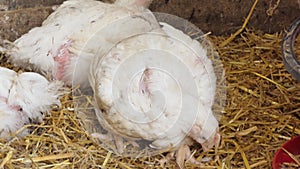 Broiler chicken in a poultry farm. Close-up. Chicken production. Poultry farm.