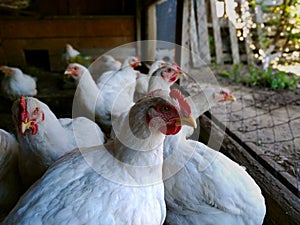 Broiler chicken with a red scallop close-up against the background of other similar chickens
