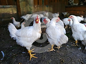 Broiler chicken stands surrounded by other chickens on the farm