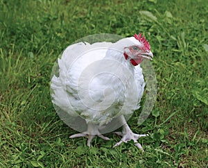 Broiler chicken walks on a green lawn