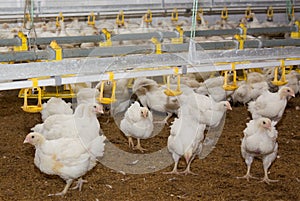 Broiler chickens in a cage at the poultry farm.