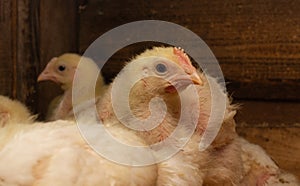 Indoor chicken farm, chicken feeding, and molting of young chicken photo