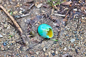 Broken American Robin's (Turdus migratorius) Egg